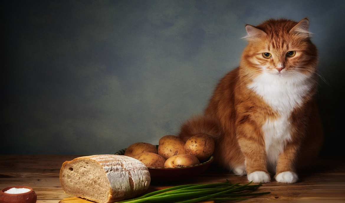 Artgerechte Katzenernährung: was fressen Katzen?